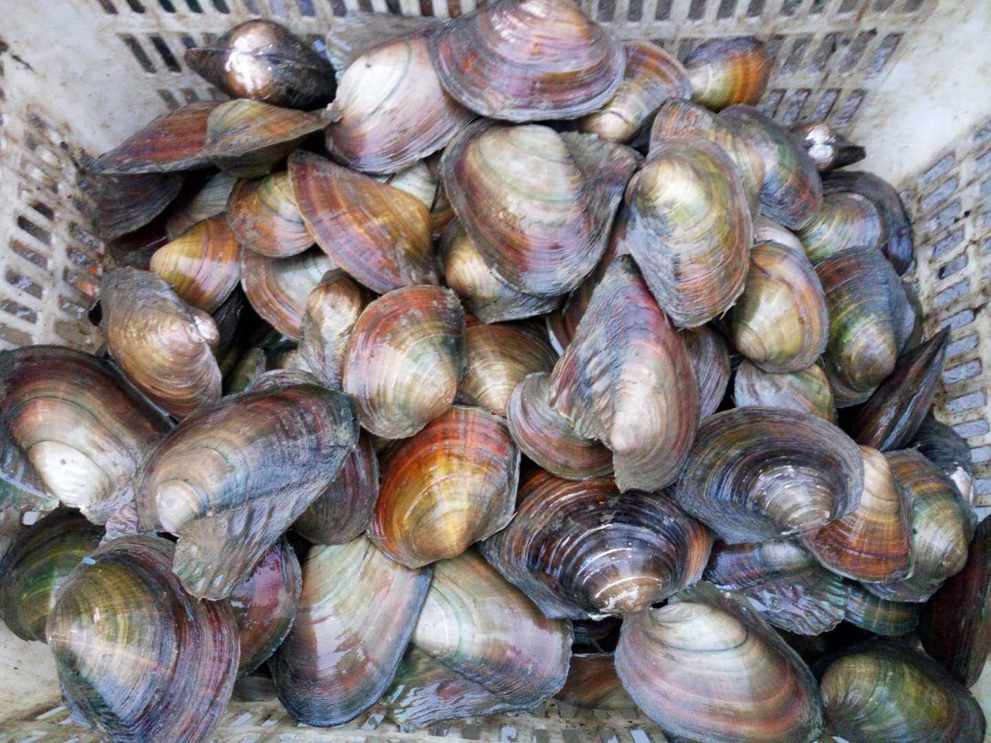 河蚌淡水野生大河蚌活体蚌食用天然原生水族鲜活三角帆蚌5斤包邮