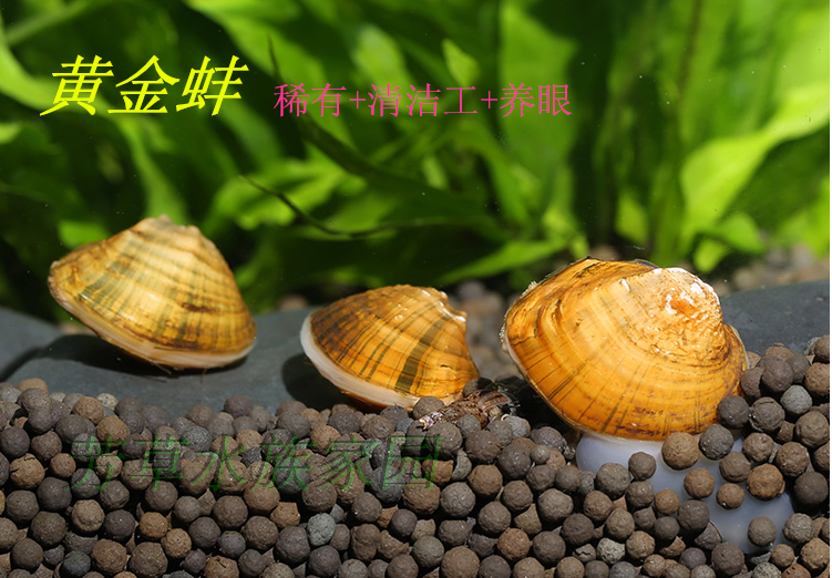 原生黄金蚌淡水净化水质工具螺活体宠物清道夫观赏螺草缸除藻冷水