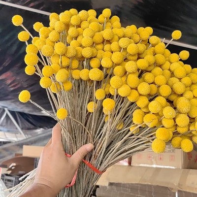 黄金球 金槌花干花卧室家居装饰摆件干燥花客厅花束日式diy插花艺