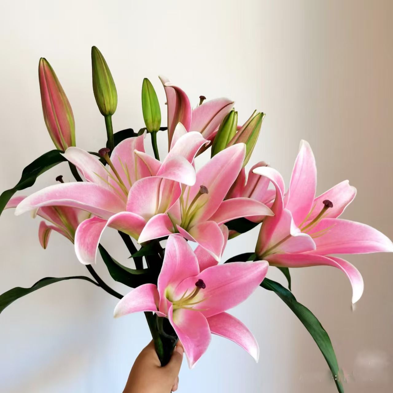 云南鲜花香水百合花家庭生活插花