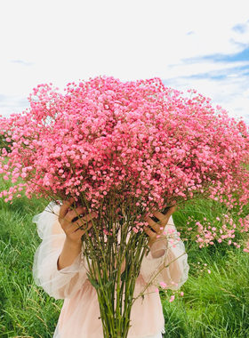 网红满天星超大束半干客厅鲜花