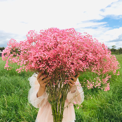 网红满天星超大束半干客厅鲜花