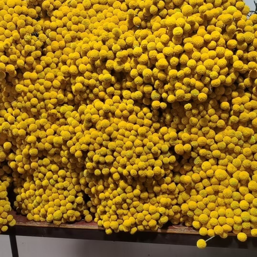 黄金球 金槌花干花卧室家居装饰摆件干燥花客厅花束日式diy插花艺