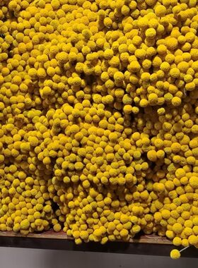 黄金球 金槌花干花卧室家居装饰摆件干燥花客厅花束日式diy插花艺