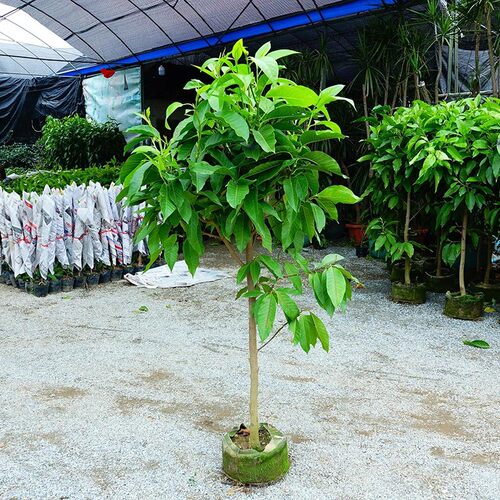 白兰花树苗玉兰四季开花植物