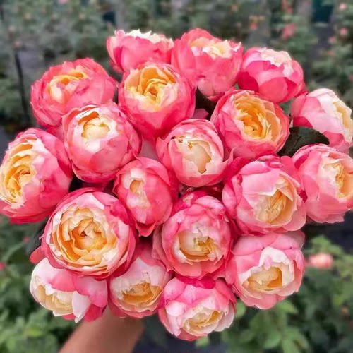 苹果运气月季花苗运气爆发多头