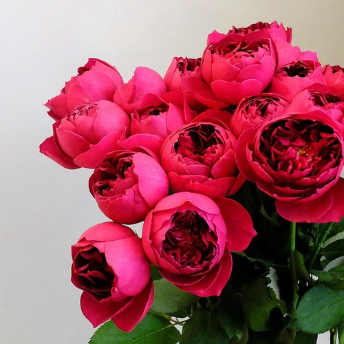 秋日胭脂玫瑰月季花苗大花浓香