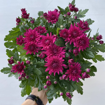 菊花盆栽荷兰菊万寿菊四季开花