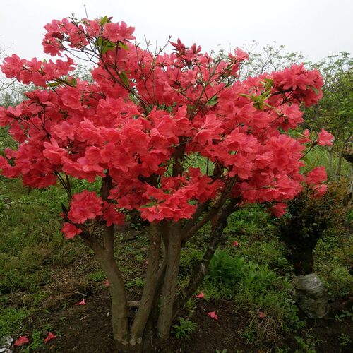 双季映山红树苗当年开花