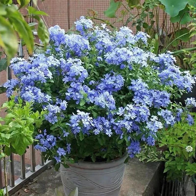 蓝雪花盆栽大苗观花耐热好养植物