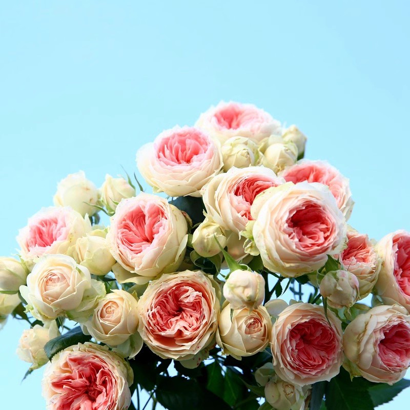 絨球門(mén)廊月季花苗四季開(kāi)花濃香大花庭院陽(yáng)臺(tái)花卉植物好養(yǎng)玫瑰盆栽