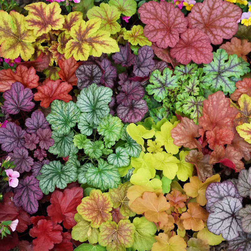 矾根植物盆栽中苗组合套餐耐寒阳台花园庭院室内四季观叶花卉包邮