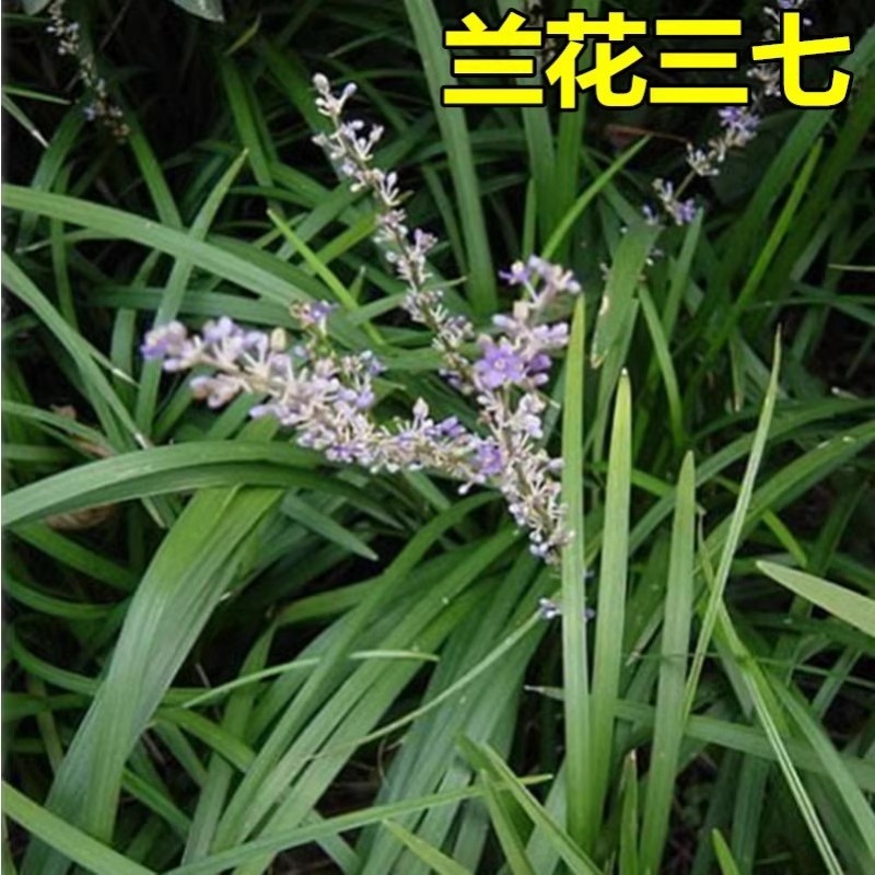 兰花三七金边矮麦冬草日本矮生草本植物别墅庭院净化空气耐寒花卉