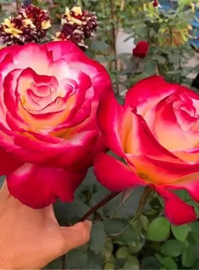 红双喜月季花苗大花浓香型玫瑰花苗耐寒丰花月季盆栽绿植多季开花