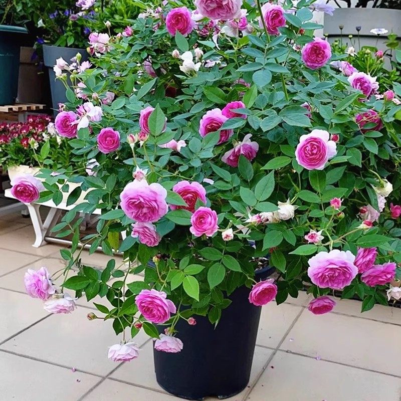 玛姬婶婶微型浓香月季花苗阳台盆栽紫色丰花灌木玫瑰多花庭院阳台,鲜花速递/花卉仿真/绿植园艺,月季/蔷薇/玫瑰,淘宝优惠券,粉丝福利购,淘宝优惠卷