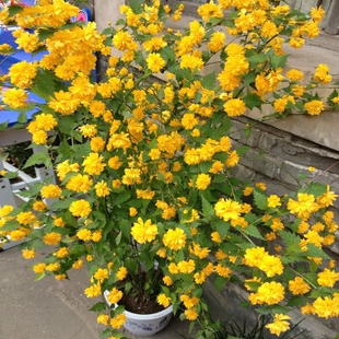 重瓣棣棠花苗盆地栽耐阴爬藤攀缘花卉绿植物浓香多花耐寒四季开花