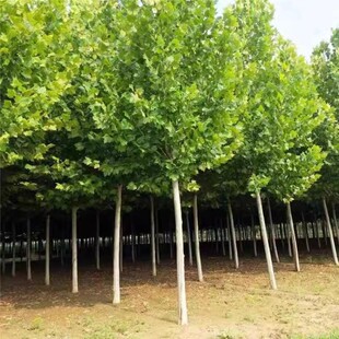 绿化苗木青桐梧法桐树庭院别墅绿化观赏风景苗木植物四季常青耐寒