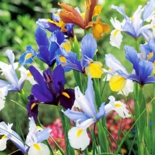 德国新品鸢尾花苗盆栽蓝蝴蝶庭院地栽别墅花卉四季开花多年生耐寒