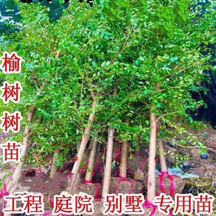 榆树苗榆树小苗白榆家榆榆钱绿化树别墅庭院地栽绿化工程耐寒树苗