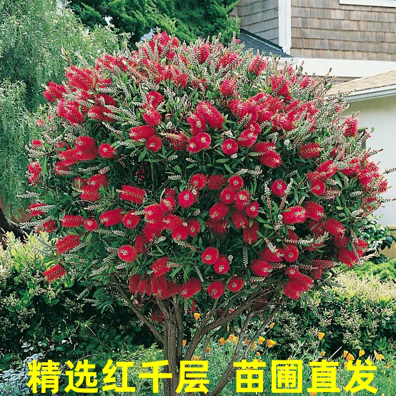 红千层绿植盆栽树苗四季常青