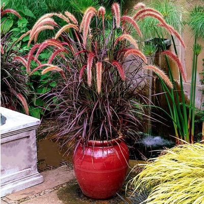 紫花狼尾草紫叶火焰花境植物