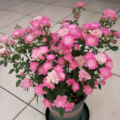 天河繁星月季多头微型室内盆栽