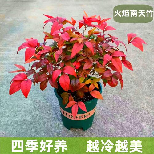 火焰南天竹盆栽老桩苗红叶