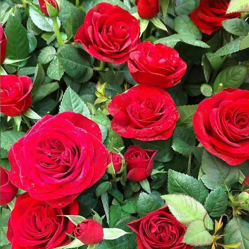 正宗玫瑰种子 红刺玫红玫瑰花种籽子 四季播种植大花室内花卉种籽