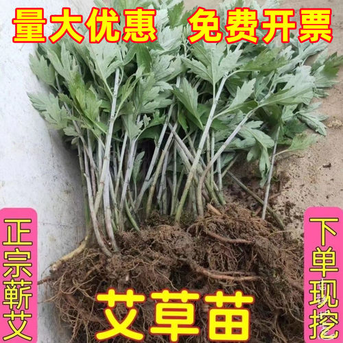 新鲜正宗大叶蕲艾草苗种植药用纯种艾根野艾篙种子食用香苗红艾叶