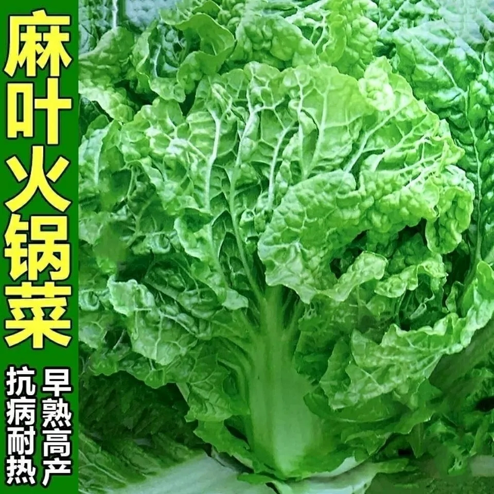 青叶麻叶大白菜种子60天早熟多叶皱叶火锅大白菜种籽高产蔬菜种孑