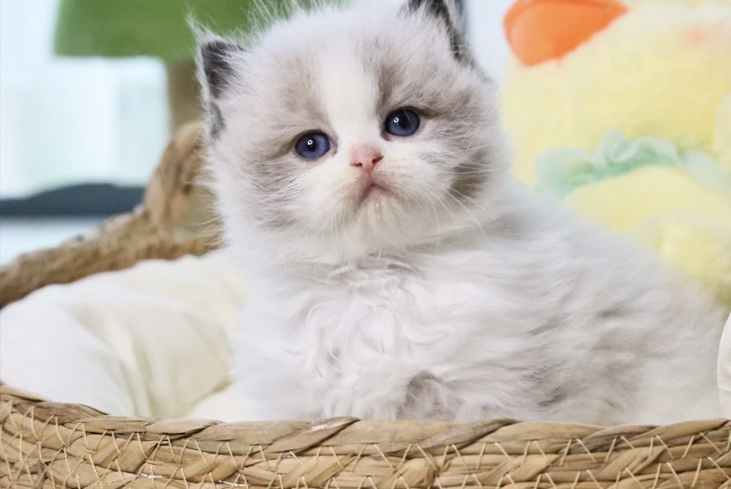 纯种布偶猫幼猫猫舍宠物可爱仙女猫海双蓝双猫活体幼崽小猫咪活物