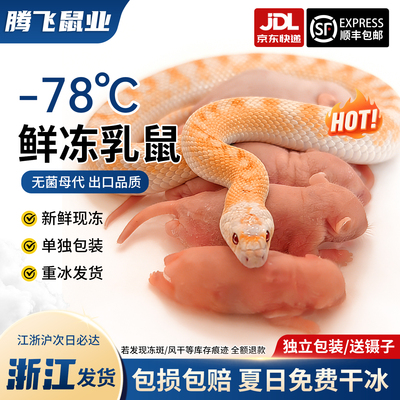 小白鼠红皮乳鼠冰冻宠物蛇饲料粮包邮顺丰京东浙江发货喂龟高蛋白