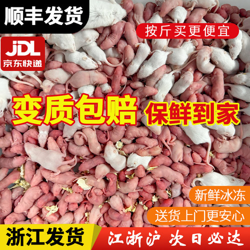 冷冻小白鼠红皮乳鼠老鼠宠物饲料喂猫蛇龟龙鱼食物冰冻粉霜包邮