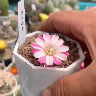 盆栽仙人球阳台防辐射桌面植物仙人球宝山红梅踏雪寻梅日出日落