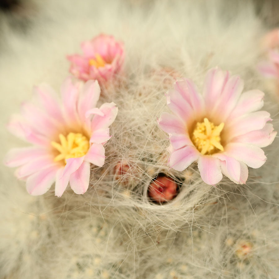 小惑星仙人掌科乳突属实生仙人球开花母本短白毛白球越干毛越白