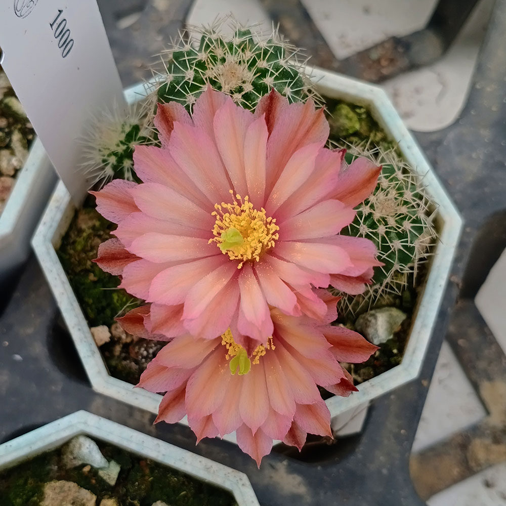 橙花明石丸复色明石丸多变橙花明石丸