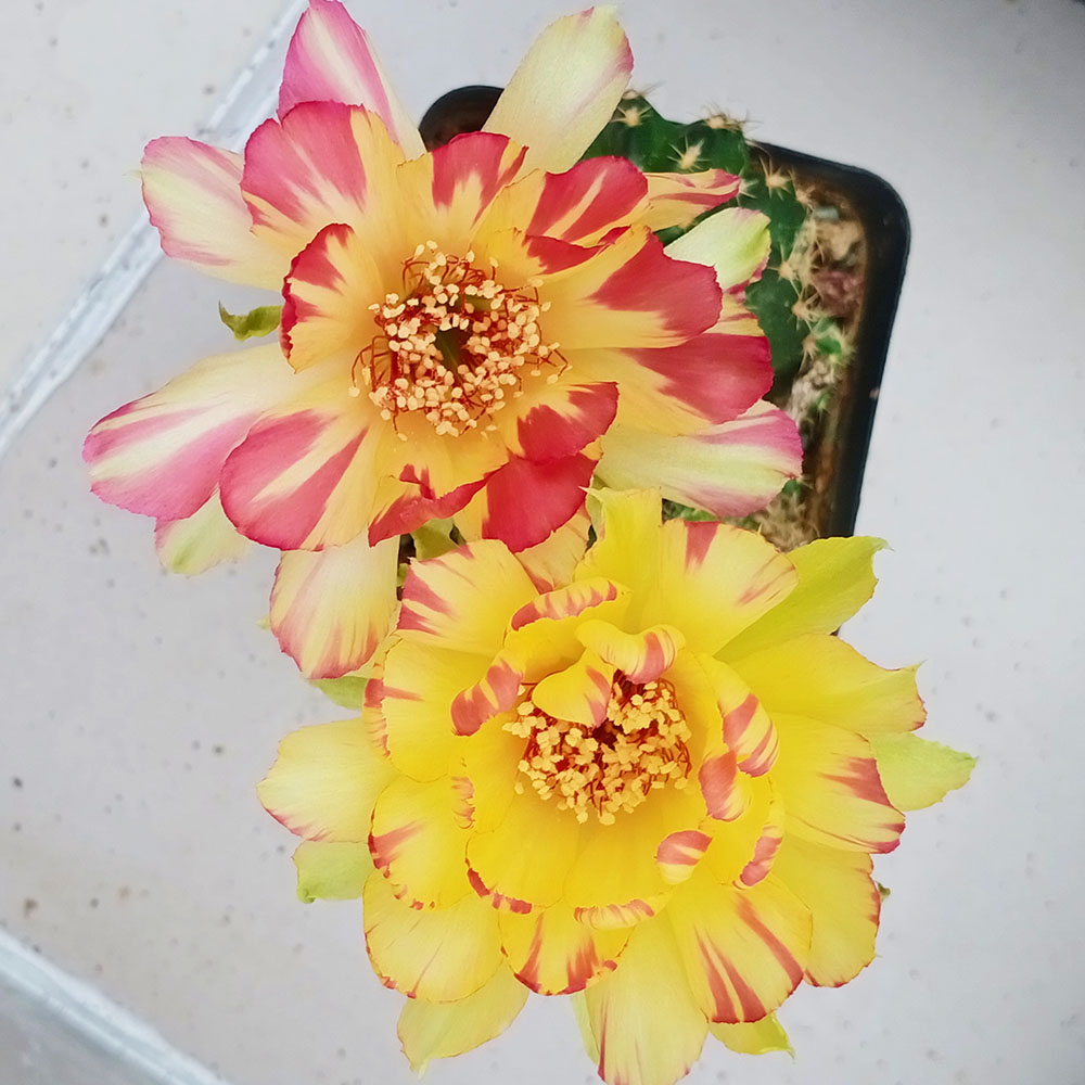 盆栽仙人球阳台防辐射桌面植物仙人球丽花属红花复色会出双色同株