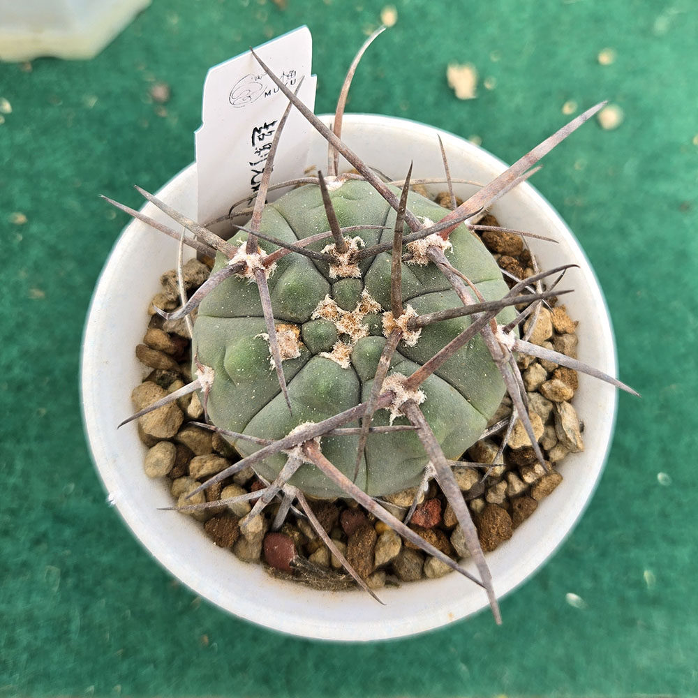 防辐射植物实生超刺仙人掌盆栽