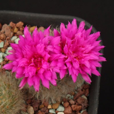 白毛球白球乳突球重瓣丽光殿重瓣仙人球勤开花易群生