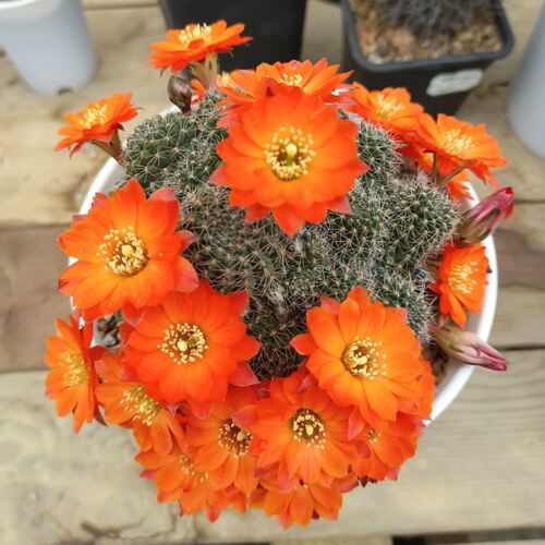 中间丽花 华宝丸 开花机器容易群开花色很美