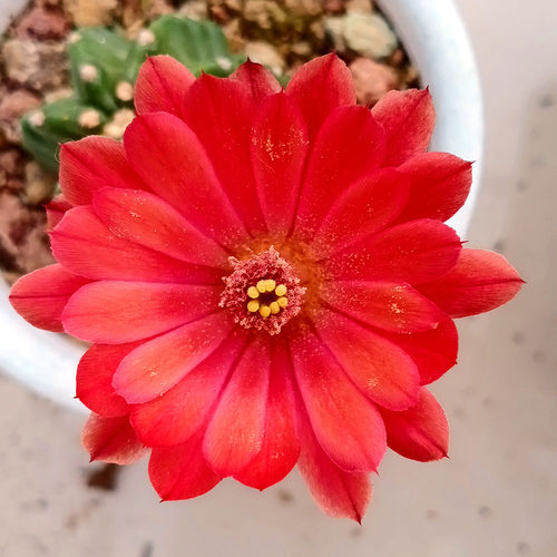 鹿角柱属 红花 明石丸 鬼见城无刺明石丸一物一拍 无根侧芽