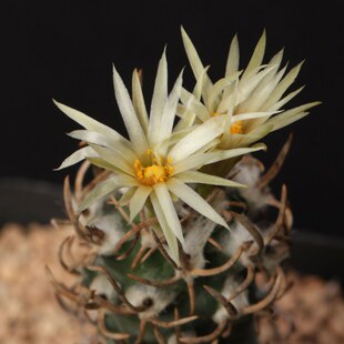 木鱼多肉 娇丽仙人球实生黄龙丸 Turbinicarpus flaviflorus 成株
