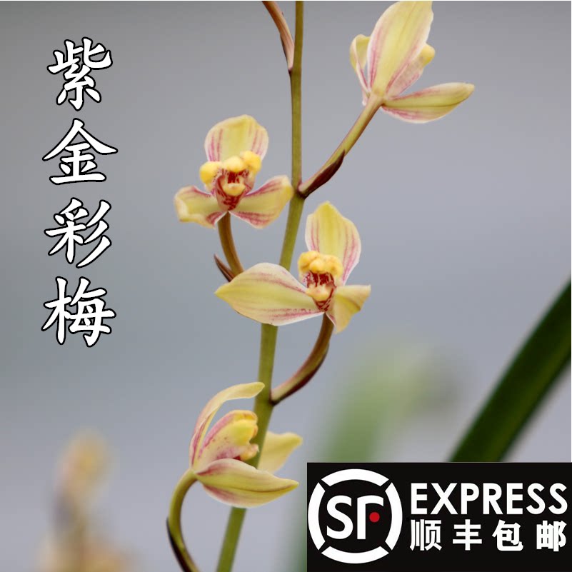 兰花紫金彩梅 建兰 四季兰 花苗香兰花绿植物花卉盆栽办公室