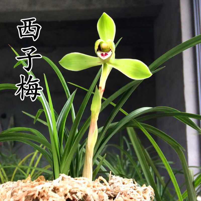 宸晟兰花苗春兰西子梅老种浓香梅瓣绿植桌面办公室盆栽花卉