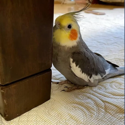 玄凤鹦鹉鸟活体黄化幼鸟雏鸟鹦鹉