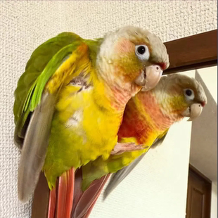 手养小太阳鹦鹉会亲人学简单技能活泼适应力强易喂养附带饲养指南