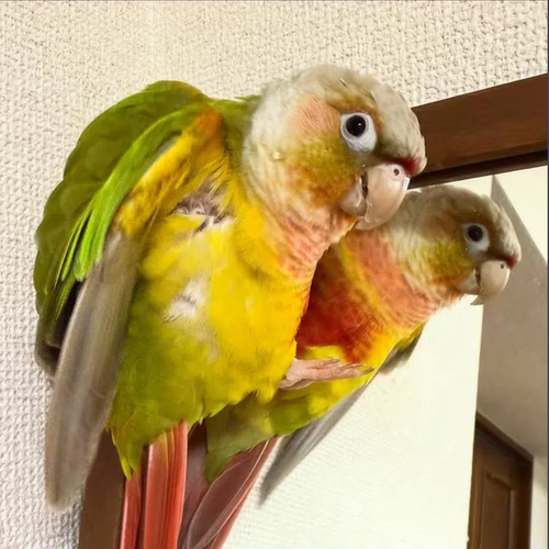 小太阳鹦鹉学简单技能适应能力强