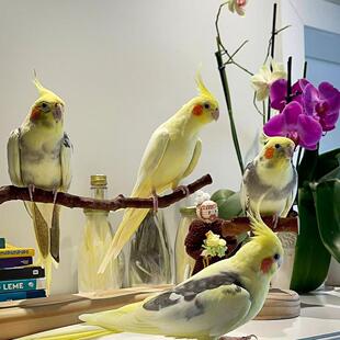 玄凤鹦鹉活鸟手养亲人会学说话宠物雏鸟好养活原始灰黄化珍珠断奶