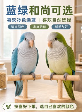 小鹦往前冲和尚鹦鹉活体学语