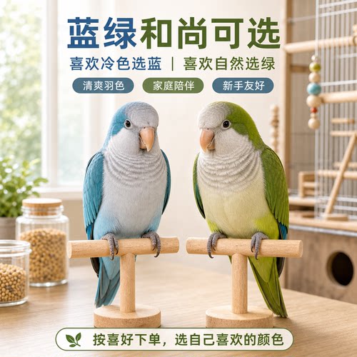 小鹦往前冲和尚鹦鹉活体学语